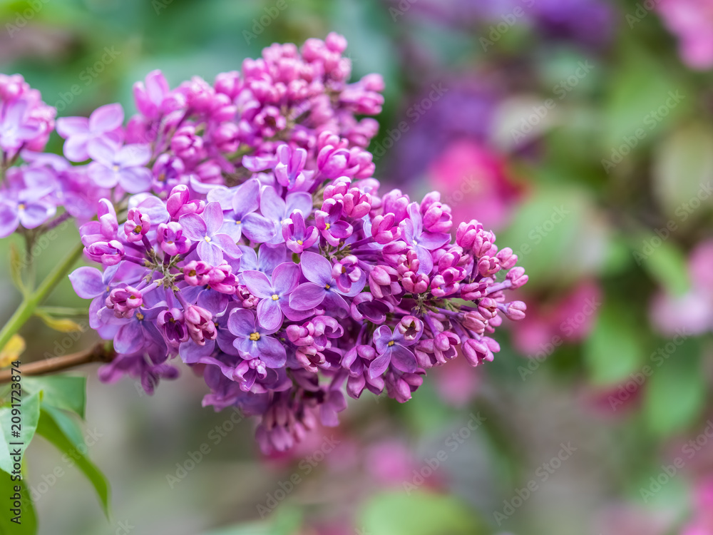 Obraz premium Pink Blooming Lilac Flowers in spring with blured background