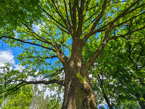 Fotografie Lone Tree with Spreading Crown
