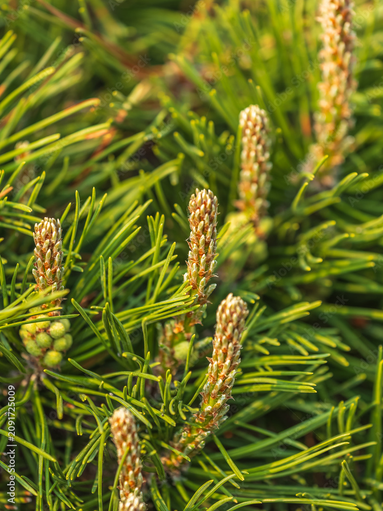 Obraz premium Green small pine trees with fresh shoots in spring or summer