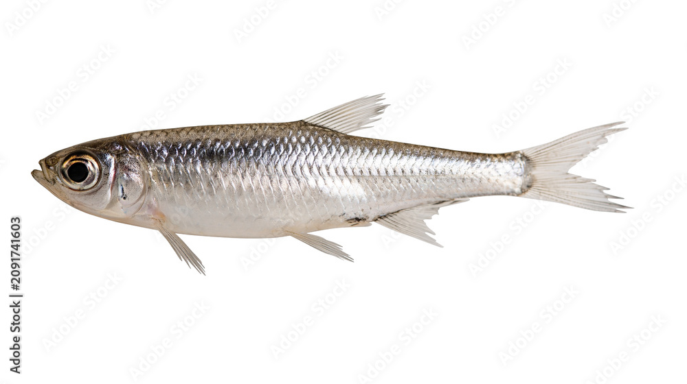 Obraz premium Small silver fish with detailed scales, isolated on transparent background