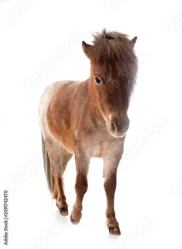 Canvas Print Falabella miniature horse