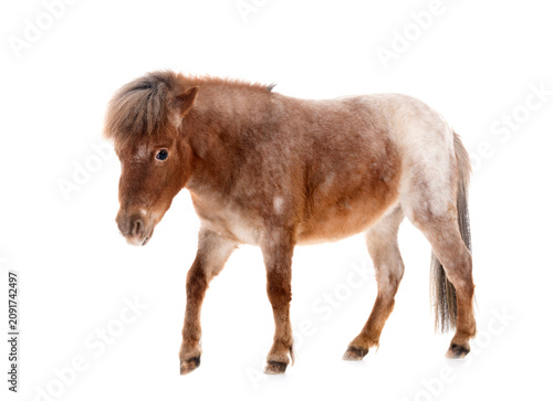 Canvas Print Falabella miniature horse