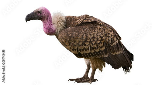 Pink-headed vulture with brown feathers, standing alert isolated on transparent background