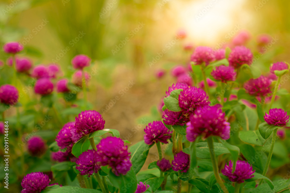 Obraz premium Gomphrena globosa (globe amaranth, bachelor's button, makhmali, vadamalli). Round-shaped purple flower bloom in tropical garden with morning sunlight. Purple flower in summer garden. Beauty in nature.