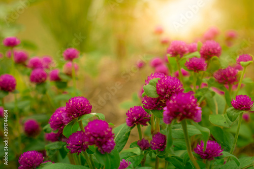 Canvastavla Gomphrena globosa (globe amaranth, bachelor's button, makhmali, vadamalli)
