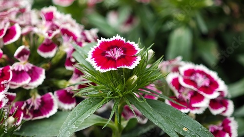 Dianthus chinensis flower blooming. Sweet william.