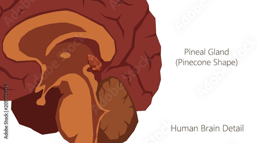 Canvastavla Tiny Reddish Brown Human Pineal Gland Icon