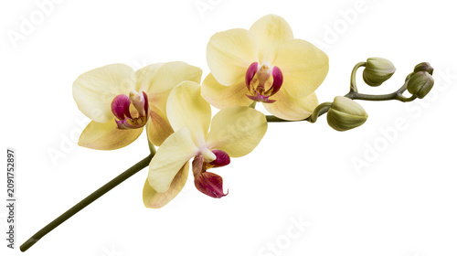 Photography Delicate pale yellow orchid flowers with deep magenta centers, isolated on trans