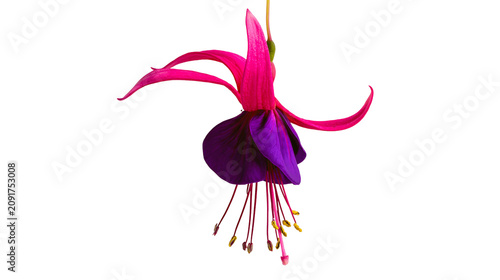Canvastavla Vibrant fuchsia flower with delicate pink petals and deep purple sepals, isolate