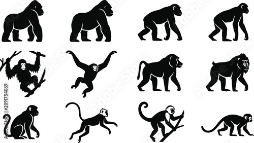 Fotografie Set of black silhouette illustrations of various primates and monkeys