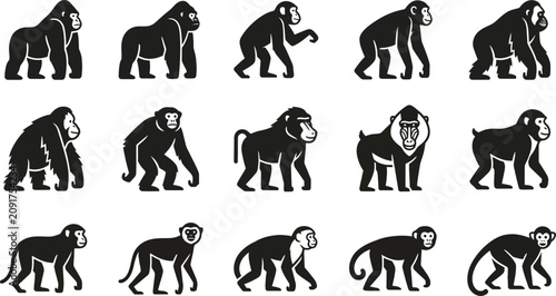 Obraz na plátně Set of black and white silhouettes of different primate species.