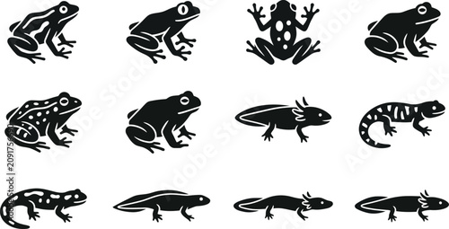Obraz na płótnie Collection of various amphibians including frogs toads salamanders and newts