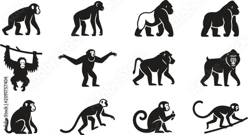 Картината върху платно Set of black and white silhouettes of various primate species.