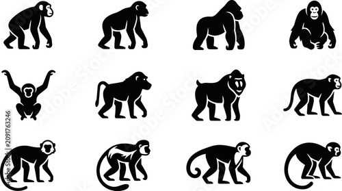 Cuadro en lienzo Collection of black monkey and ape silhouette icons.