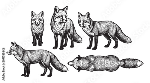 Fox Animal Multi-Angle Poses, Detailed Vintage Wildlife Vulpes Engraving