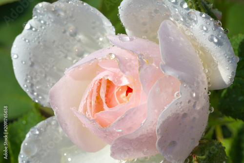 Soft pink rose close-up with water droplets and morning dew on delicate petal...