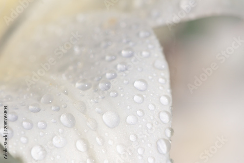 White flower petal close-up with water droplets macro photography showing tex...