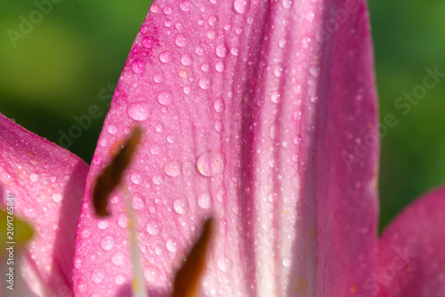 Pink lily petal close-up with dew drops, macro floral detail and soft green b...