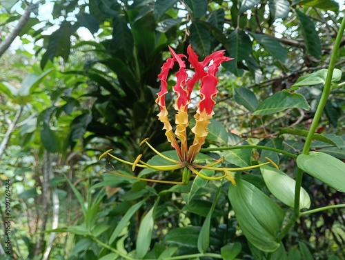 A vibrant close-up photograph of a flame lily (Gloriosa superba) showcasing its striking red and yellow reflexed petals against a lush green tropical garden background. The flower's elegant curling pe