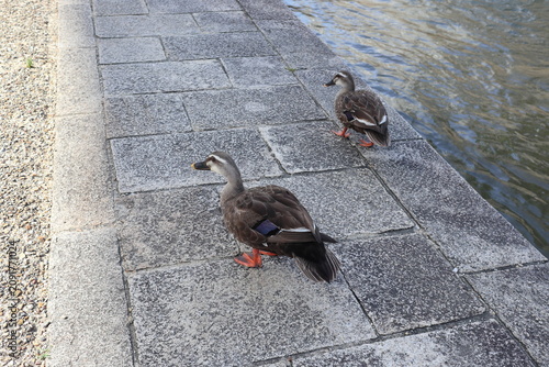Foto 地面を歩いているカルガモ