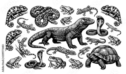Принти на полотні Reptiles and amphibians collection with komodo dragon snakes and turtles vector