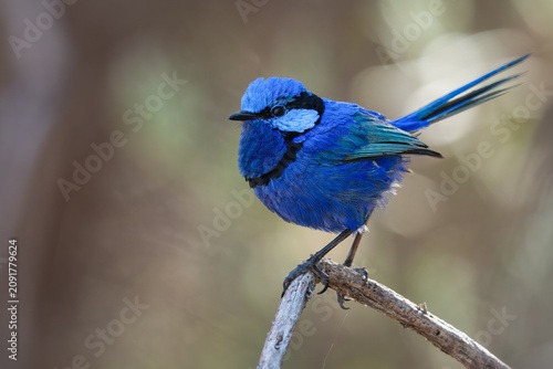 Male splendid fairywren (Malurus splendens) in breeding plumage, Perth, Australia. Beautiful Australian bird.