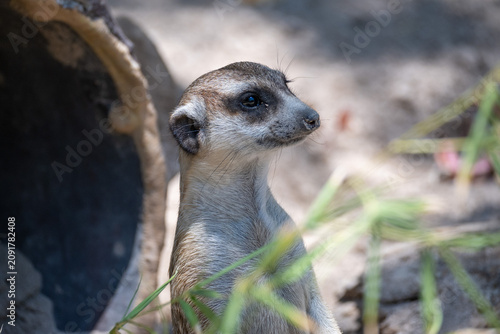 A curious meerkat stands upright, alertly observing its sunny outdoor enclosure at a zoological park, showcasing its natural sentinel behavior and keen awareness.