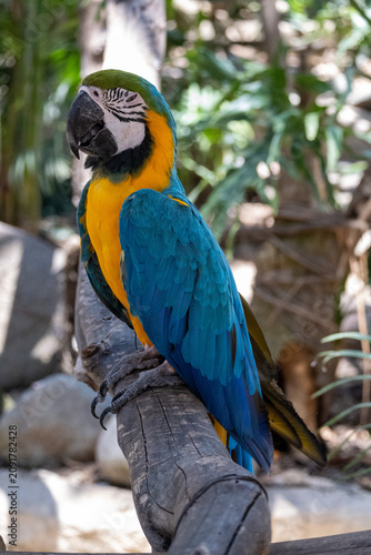 Colorful blue and yellow macaw showcasing its magnificent plumage, perched on a tree branch in a vibrant tropical zoo environment under natural light.