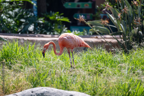 A vibrant pink flamingo is captured wading through a field of tall green grass, with its head bent down as if searching for food.