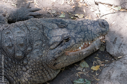 A detailed portrait captures a powerful crocodile resting calmly in its sunny outdoor enclosure at the Guadalajara Zoo, showcasing its formidable textured skin and alert eyes.