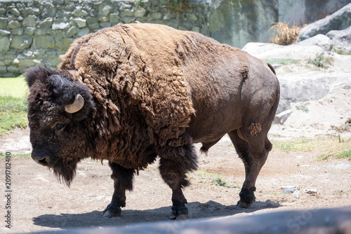 A magnificent American bison with thick, shaggy brown fur stands in a natural outdoor setting on a sunny day. This powerful mammal is a symbol of strength and wild beauty in its habitat.