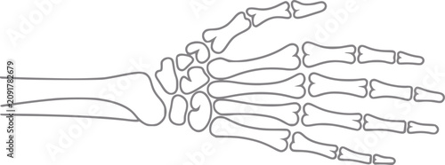 Schilderij op canvas Anatomical of human hand bones in outline