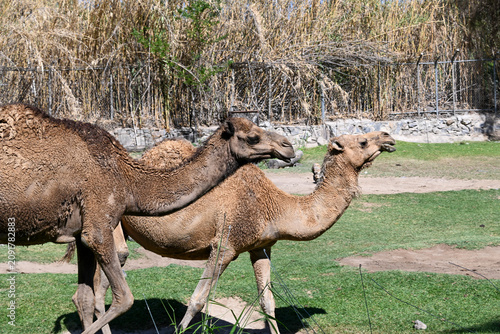 A close-up shot of two camels, one in front of the other, in an outdoor zoo exhibit with dry grass and foliage in the background.