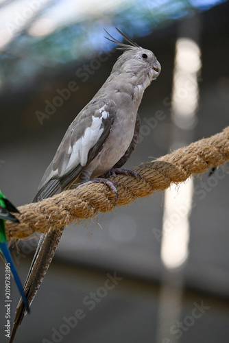 Close-up of a beautiful grey cockatiel bird with its distinctive crest perching on a thick rope inside a zoo or aviary enclosure. The intricate details of its feathers are visible.
