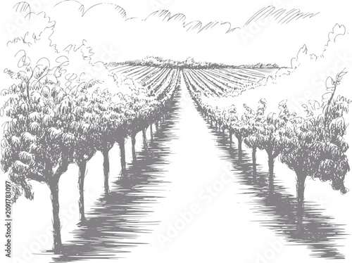 Of a vineyard with rows of grapes and trees under a cloudy sky