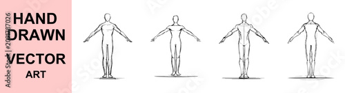 Foto Hand drawn human anatomy reference vector illustration featuring front body prop