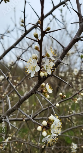 Delicate White Blossoms Blooming on Thorny Branches in Natural Outdoor Setting