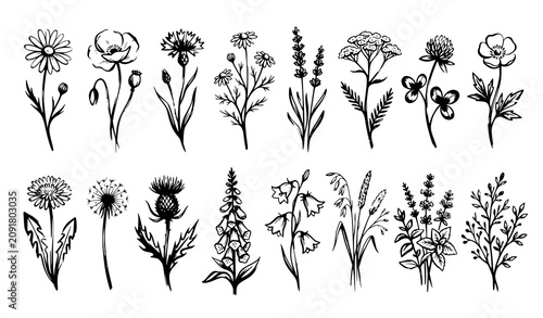 Bild auf Leinwand Wild Flower Silhouette Vector Set with Minimalist Botanical Brush Drawings and M