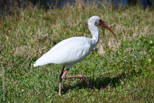 Принти на полотні A white ibis walks along in the grass enjoying the sunlight