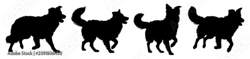 Photos Border Collie Set Silhouette Vector Illustration , Animal Silhouette Vector , Tr
