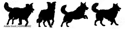 Foto Border Collie Set Silhouette Vector Illustration , Animal Silhouette Vector , Tr