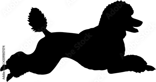 Cuadro en lienzo Poodle Dog Silhouette Vector Illustration , Animal Silhouette Vector , Transpare