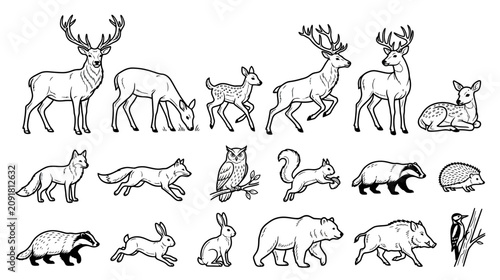 Canvas Print Forest Wildlife Animals Collection - Hand Drawn Vector Illustrations
