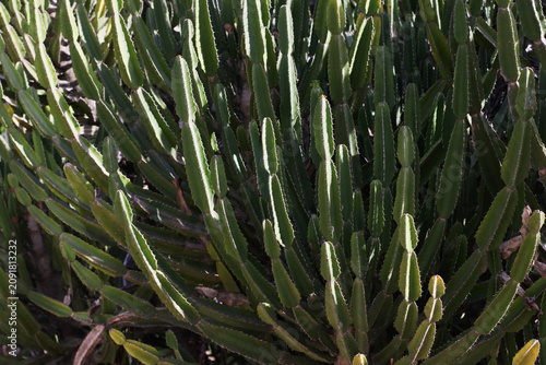 Fotografie Large Euphorbia candelabrum beside a garden path in a Mediterranean botanical garden