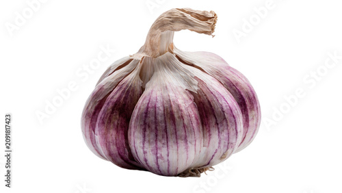 Fresh organic whole purple garlic bulb vegetable isolated on a transparent background