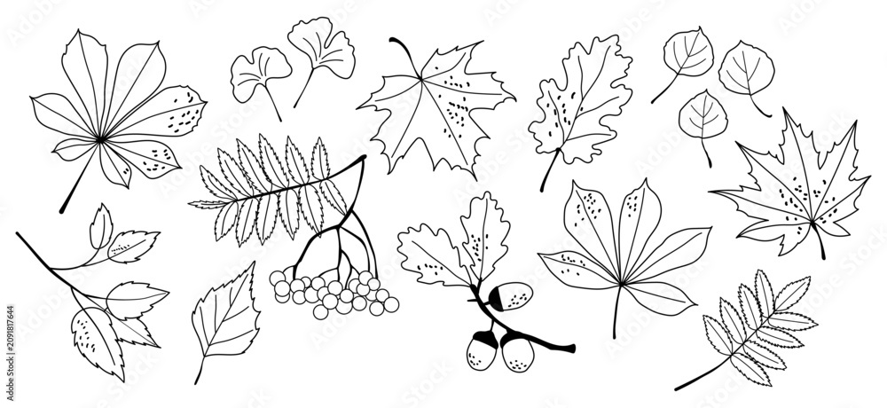 Fototapeta premium Hand drawn autumn leaves and berries vector outline collection black white linear graphic element