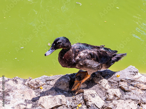 A mallard  duck Anas platyrhynchos stands on the shore of the pond at public zoo in Karmiel city in northern Israel