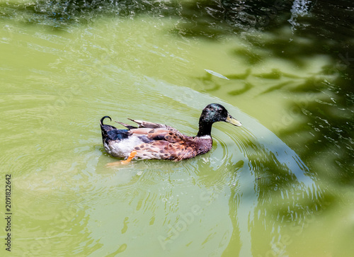 A mallard  duck Anas platyrhynchos is swimming in pond at public zoo in Karmiel city in the northern Israel