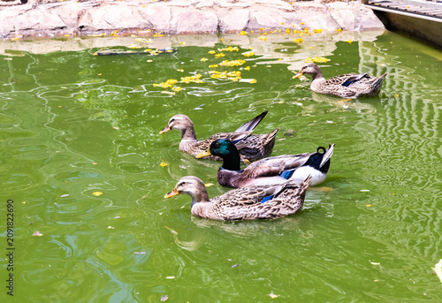 Group  of Mallard ducks Anas platyrhynchos swimming together in a pond at public zoo in Karmiel city in northern Israel