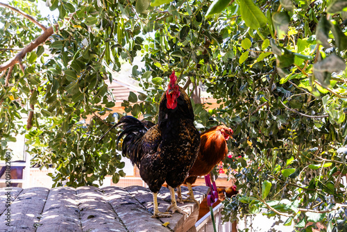 Barnevelder  dark plumaged rooster Dutch breed and a hen are sitting on roof of enclosure at public zoo in Karmiel city in northern Israel